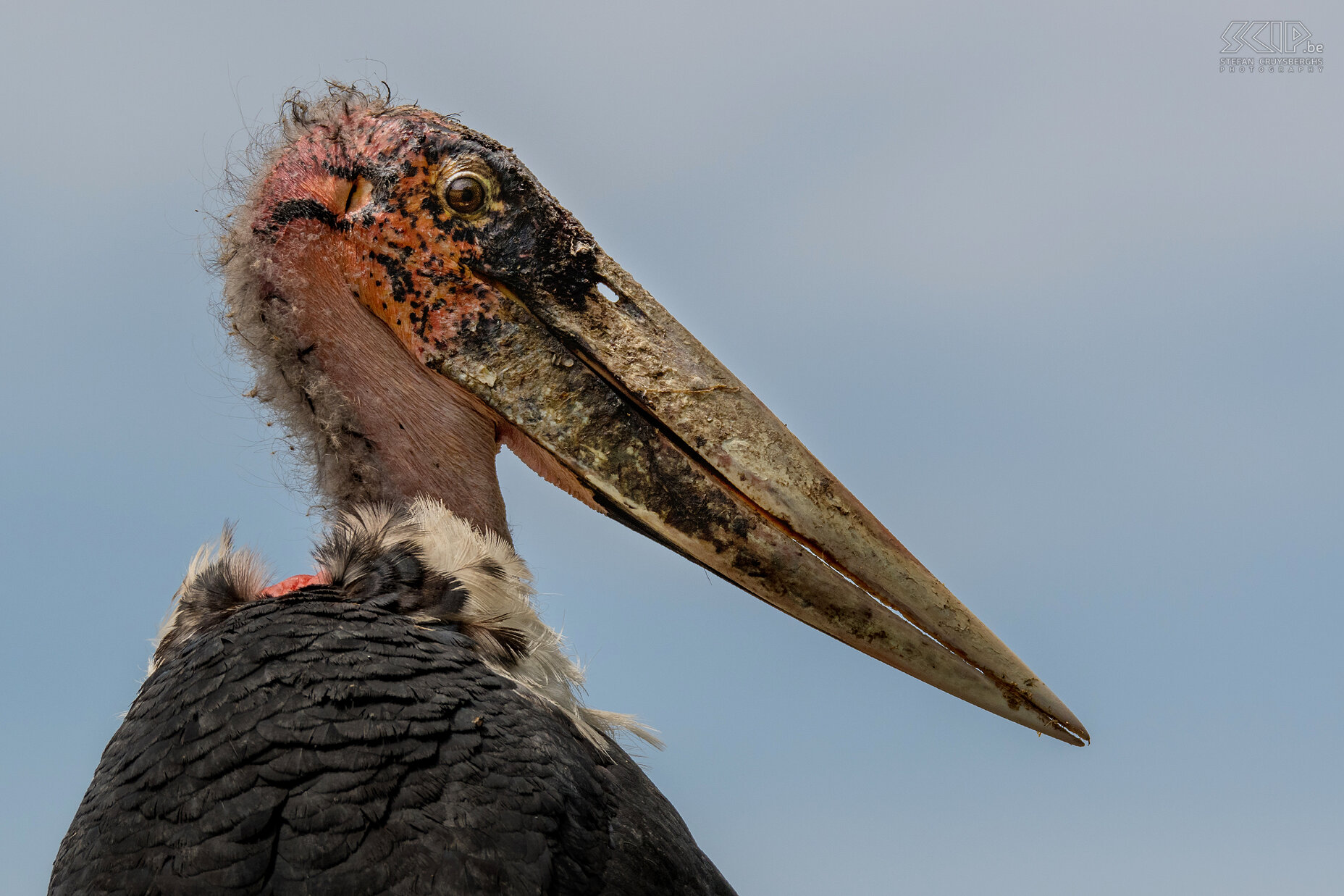 Lake Ziway - Marabou close-up Close-up of an African marabou (Leptoptilos crumenifer), a large bird from the stork family that is mainly a scavenger. It is definitely not the most beautiful bird in Africa. Stefan Cruysberghs